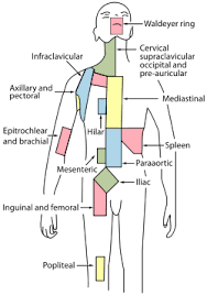 Virchow S Node Lymph Nodes Lymphatic System Lymph Massage