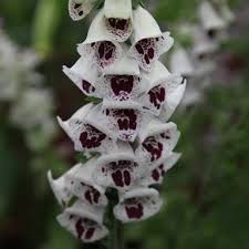 Note that foxgloves are poisonous if eaten. Foxglove Flowers Witch Glove Varieties How To Effectively Plant Grow And Care Complete Guide American Gardener