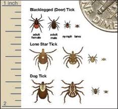 Everyone Needs To Create A Tick Kit And Here S Why Natural Tick Repellent Ticks Get Rid Of Ticks