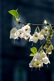 Image result for Halesia