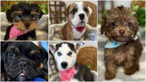 We started breeding dogs in america since 2005 and in germany since 1980. Twelve Puppies Valued At 49 000 Stolen From Largo Pet Store Police Say