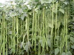 Image result for Vigna oblongifolia