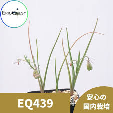 Image result for Ornithoglossum viride