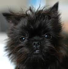 Hybrid Dogs Affenpinscher Dog Affenpinscher Puppy