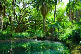 Jardin D Essai Du Hamma Algiers Algeria Algeria Algiers Jardin