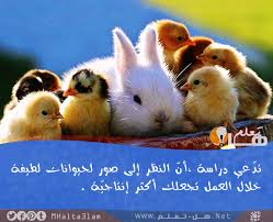 معلومات عامة عن الحيوانات هل تعلم Animal Facts Animals Arabic Love Quotes