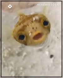 9gag Puffer Fish Eating Shrimp Facebook