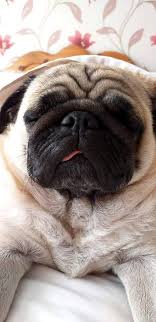 uykucu sevimli kopek pug kopek yavru kopek