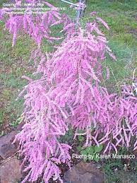 Tall and 8 to 10 ft. Plantfiles Pictures Tamarix Five Stamen Tamarix Saltcedar Salt Cedar Tamarisk Summer Glow Tamarix Ramosissima By Wuvie