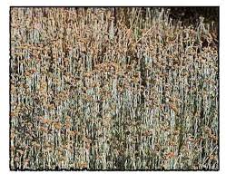 Image result for Monotes dasyanthus