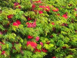 Image result for Calliandra tweedii