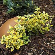 Aber wie funktioniert eigentlich richtiges mulchen? Gartengestaltung Mit Rindenmulch