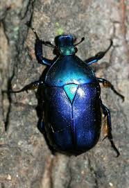 Blue Beetle Beautiful Bugs Beetle Insect Bugs And Insects