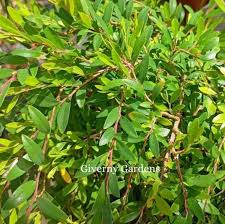 Image result for Phyllanthus