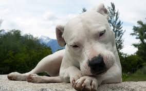 Maybe you would like to learn more about one of these? Perro Dogo Argentino Guia Completa De La Raza Mascota Y Salud