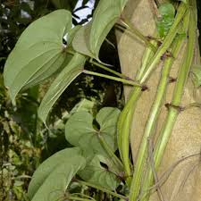 Image result for Dioscorea asteriscus