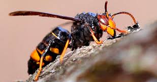 La avispa asiática velutina dobla, y en ocasiones hasta triplica, a la avispa común europea vespa vetulina vs abejas. Protect Your Hives From The Attack Of The Asian Wasp Vespa Velutina Nigrithorax Mundoabejas