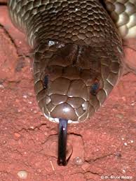 The species is native to eastern and central australia and southern new guinea. King Brown Snake Australia Animals Australian Native Animals Australian Fauna