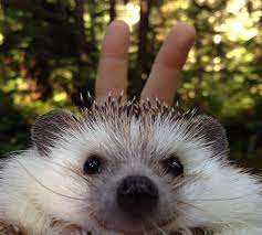 17 Hedgies Who Will Make You Smile Cute Hedgehog Hedgehog Pet Cute Little Animals