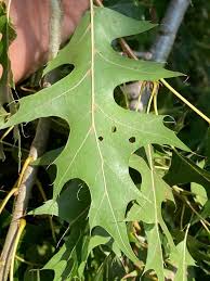 Image result for Quercus sp.