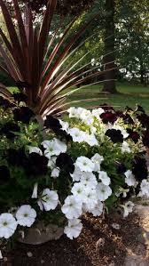 Black And White Outdoor Planter Pots Contrasting Black And White Petunias With Cordyline Flower Pots Outdoor Plants Petunias