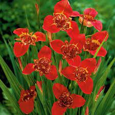 Maybe you would like to learn more about one of these? Red Mexican Shellflower Bulbs Tigridia Pavonia Red High Country Gardens