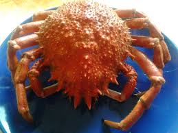 Araignee De Mer Crabe Recette Et Temps De Cuisson Recettes Cuisine France Araignee De Mer Fruits De Mer Cuisson Araignee De Mer