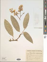 Image result for Craibia