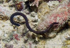 Image result for Polychaeta spp.