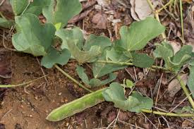 Image result for Neorautanenia