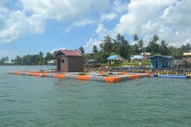 Pin Oleh Paul Jonior Di Produk Aquatec Di 2020 Pulau Bintan Benih