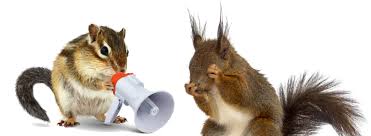 You can plant garlic, marigolds and nice smelling herbs. Noise To Scare Squirrels Away Pestcare Jakarta