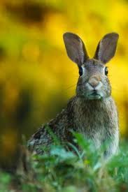 Coada, deasupra, cenusie intunecat cu aspect de pata neagra, dedesubt alba. 96 Iepuri Ideas Iepuri IepuraÈ™i Pui De IepuraÈ™i