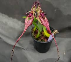 Image result for Bulbophyllum humblotii