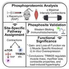 Smooth muscles are involved in many 'housekeeping' functions of the body. Mapping Of The Contraction Induced Phosphoproteome Identifies Trim28 As A Significant Regulator Of Skeletal Muscle Size And Function Cell Reports X Mol