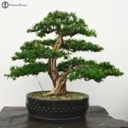 Not every bonsai tree species will bloom… but when they do, it's genuinely magical. Bonsai Trees Herons Bonsai Trees Online Indoor Bonsai And Outdoor Bonsai Uk Next Day Delivery