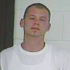 Large marijuana plants found