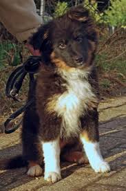 In common with most sheepdogs, the german australian shepherd is intelligent and loyal. Tierportrait Labrador Australian Shepherd Mix Paula
