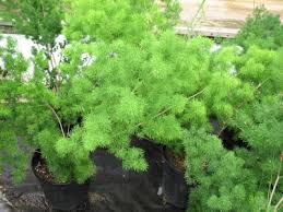 Image result for Asparagus macowanii