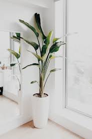 The living room is the heart of the home and often one of the first rooms viewed by visitors. Pin By Charlotta Risteruw On Plants Tall Indoor Plants Living Room Plants Birds Of Paradise Plant