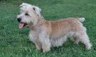 Glen of Imaal Terrier Dog Breed Information, Pictures ...