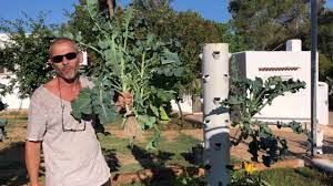 Check spelling or type a new query. Broccoli On A Tower Garden Aeroponic Broccoli Youtube