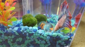 Betta And Marimo Moss Balls Betta Fish Marimo Moss Ball Betta