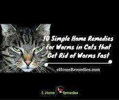 10 Simple Home Remedies For Worms In Cats Cat Remedies Cat Worms Home Remedies Cat Nutrition