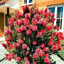 Image result for Callistemon