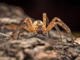 See full list on biorama.eu Nosferatu Ii Foto Bild Tiere Wildlife Spinnen Bilder Auf Fotocommunity