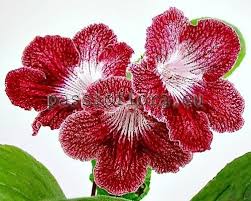 Image result for Streptocarpus sp.nov. aff. S. grandis
