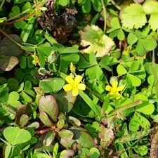 Image result for Oxalidaceae