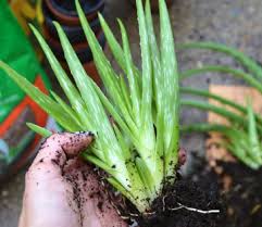 With pale green leaves and a reddish shade on its outer spikes, this plant produces red. The Aloe Vera Plant How To Grow Aloe At Home By Lucas Barnes Medium