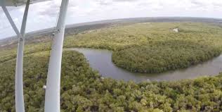 Image result for Croton polytrichus